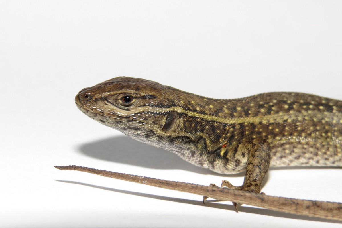 Hallan nueva especie de lagartija en los andes de Perú