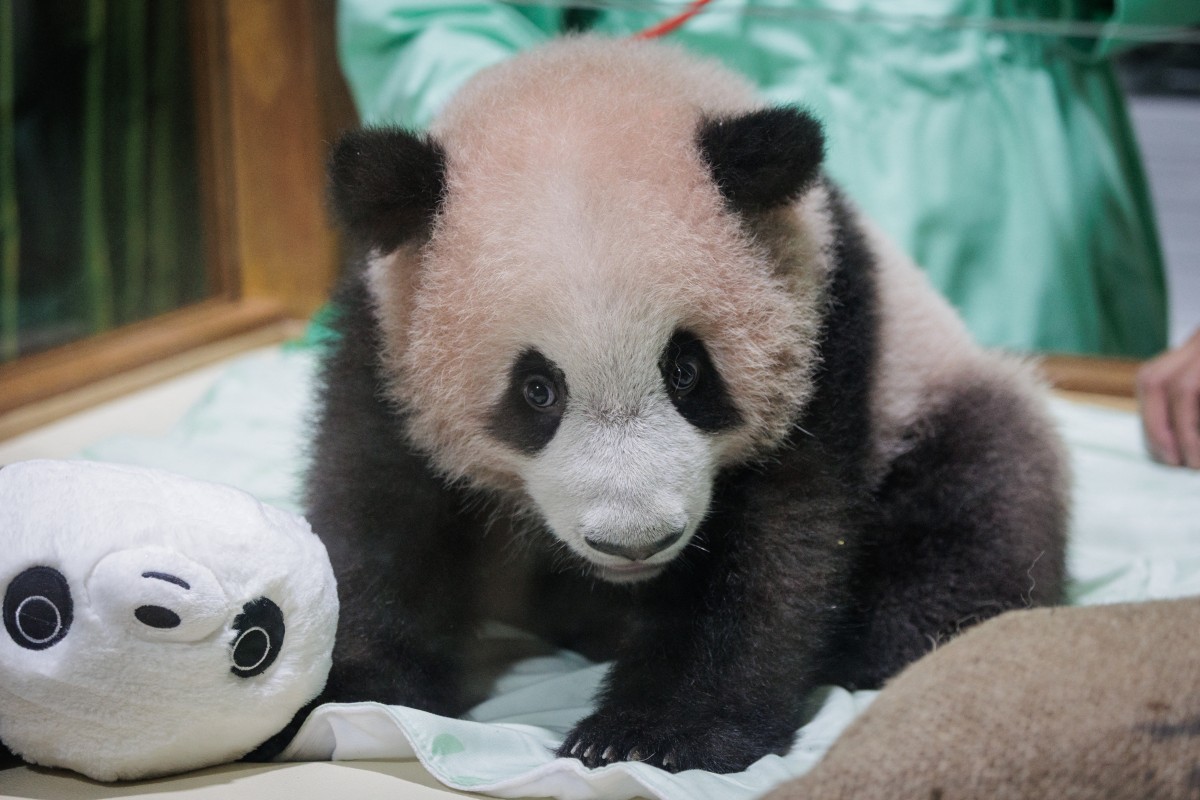 El primer panda gigante nacido en Indonesia se apresta a su presentación en sociedad