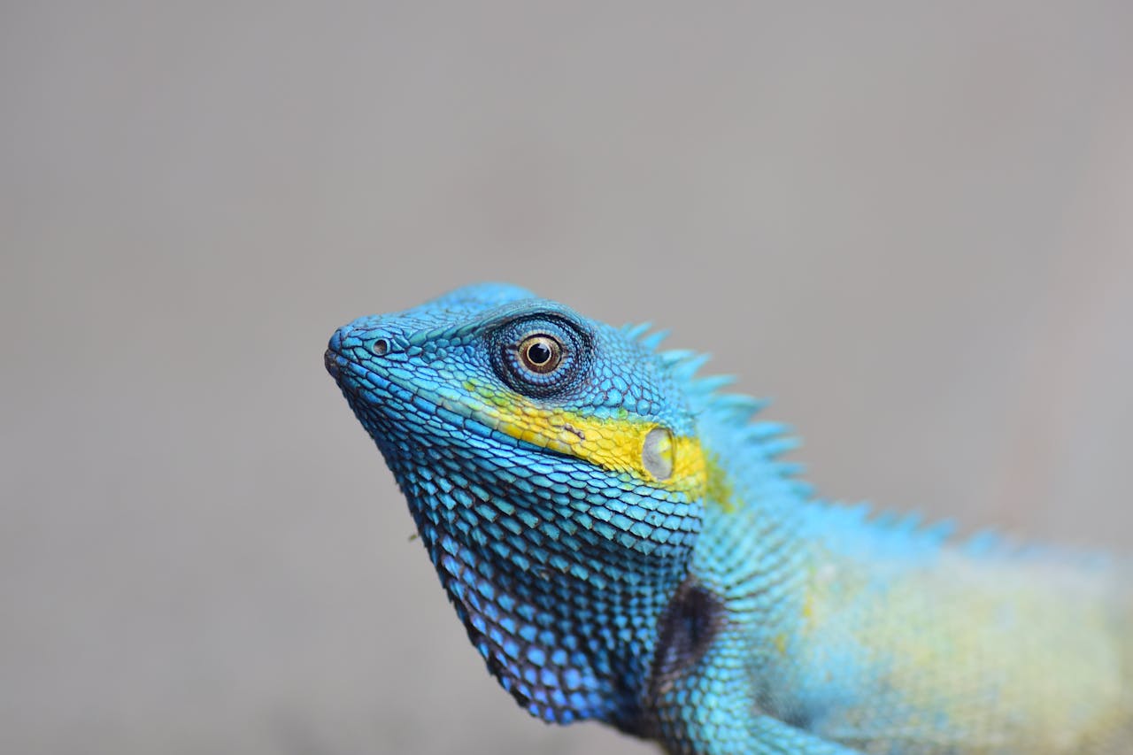 Identifican más de 400 especies amenazadas en la nueva Lista Roja de España