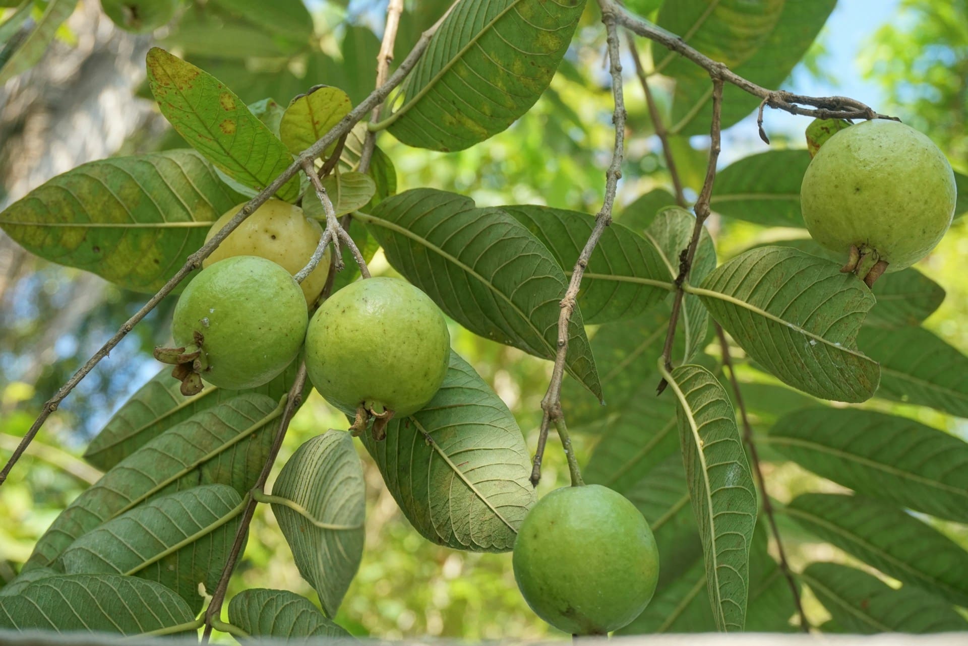 Hojas de guayaba muestran potencial contra superbacterias