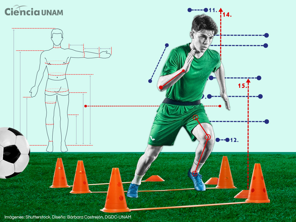 Cuerpo de futbolista ¿el éxito depende de la antropometría?