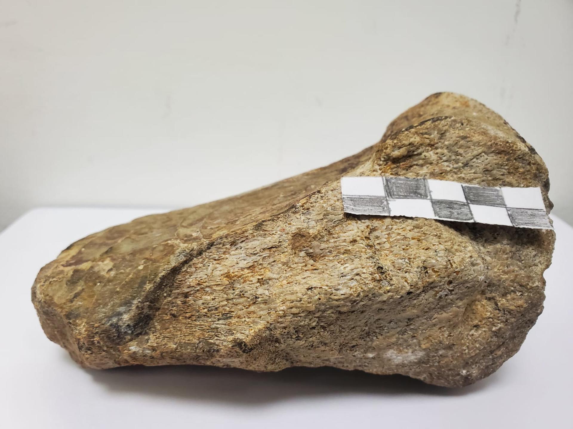 Investigadores registran por primera vez un fósil de dinosaurio en la Amazonía de Ecuador