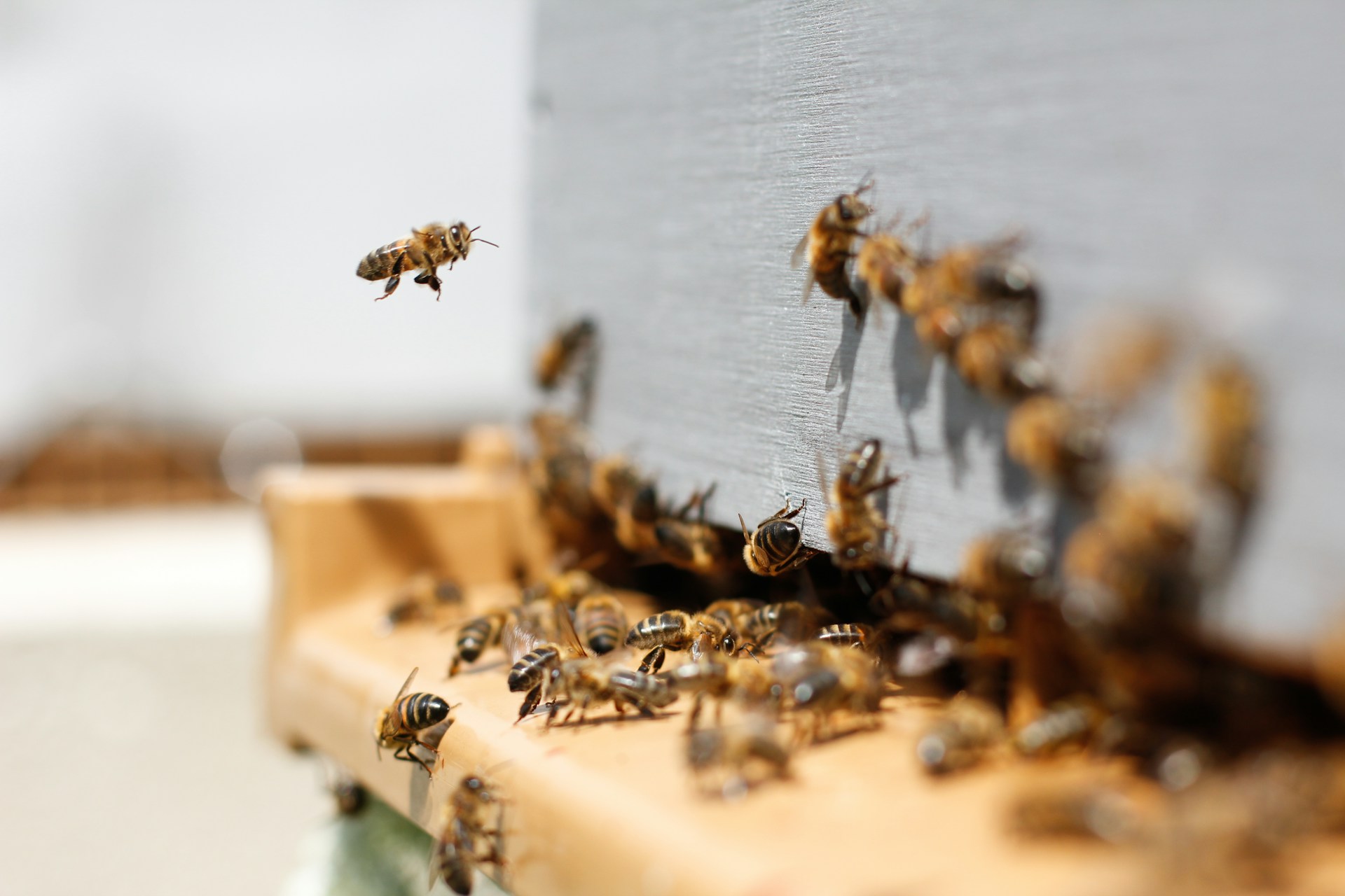 Apicultura familiar protege naturaleza y empleo rural