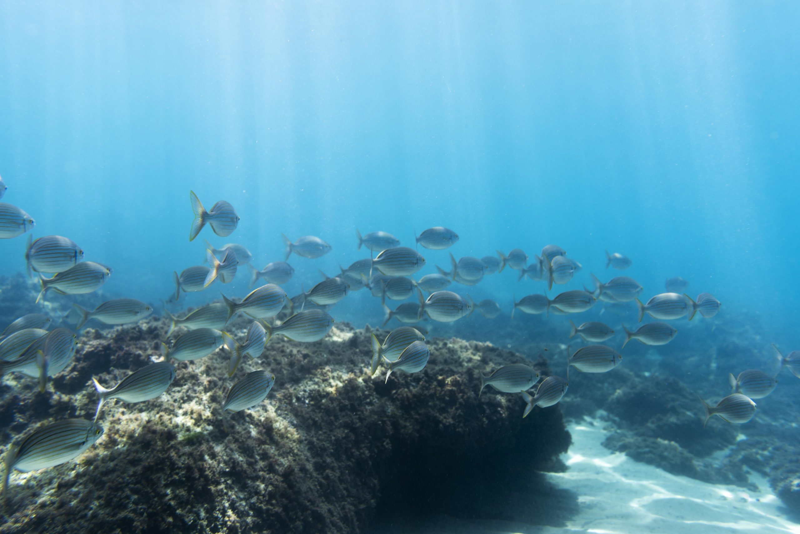 Sobrepesca y contaminación dañan mares mexicanos