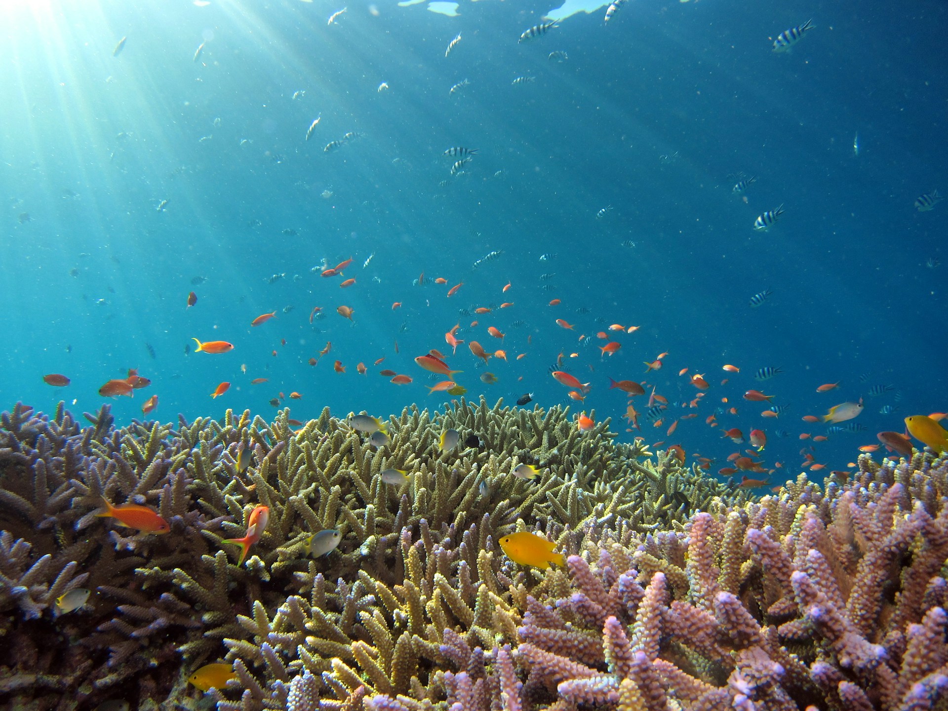 Oceanógrafo mexicano nos explica el concepto de “prosperidad marina”