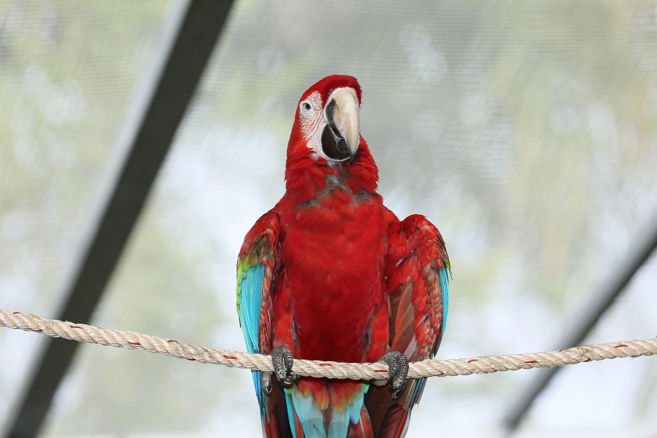 Biosfera Guadalajara educa con fauna silvestre rescatada