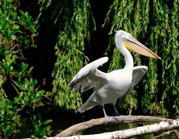 Laguna Madre protege aves y biodiversidad en Tamaulipas