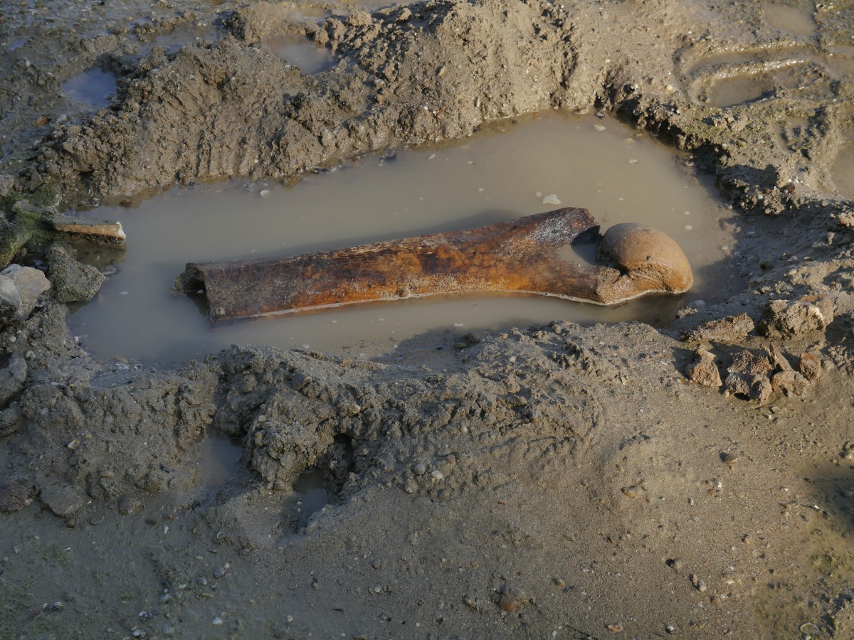 El bajo nivel del Danubio deja al descubierto huesos de mamut en Bulgaria