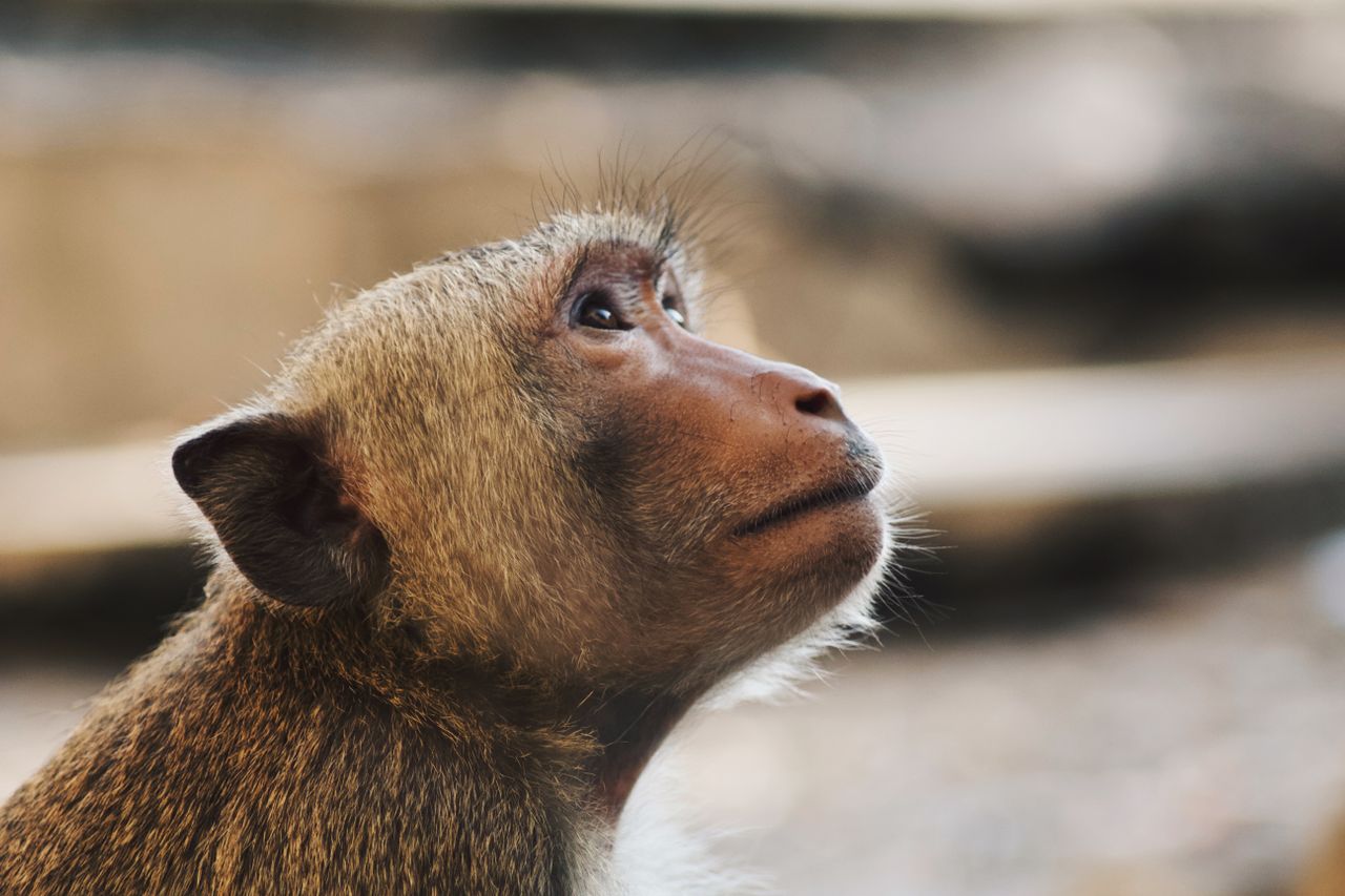 Monos y niños comparten la misma intuición geométrica