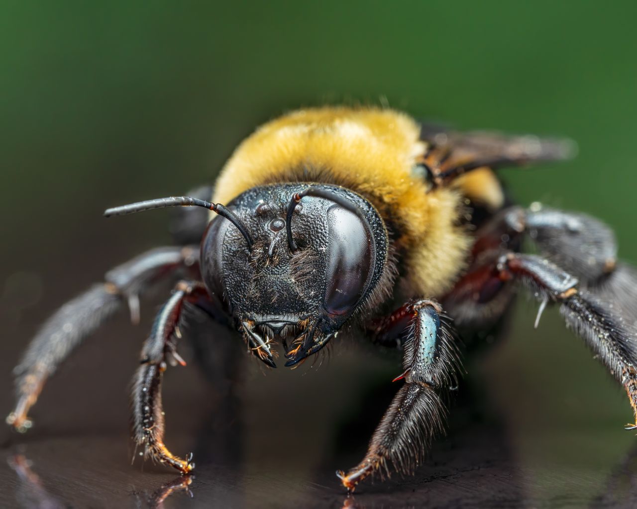 Registran 3 especies de abejas carpinteras en Ecuador nunca antes documentadas en el país