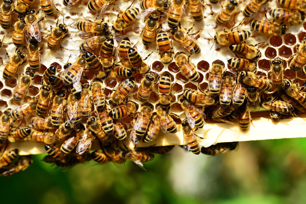 Abejas: productoras discretas pero vitales para el mundo natural