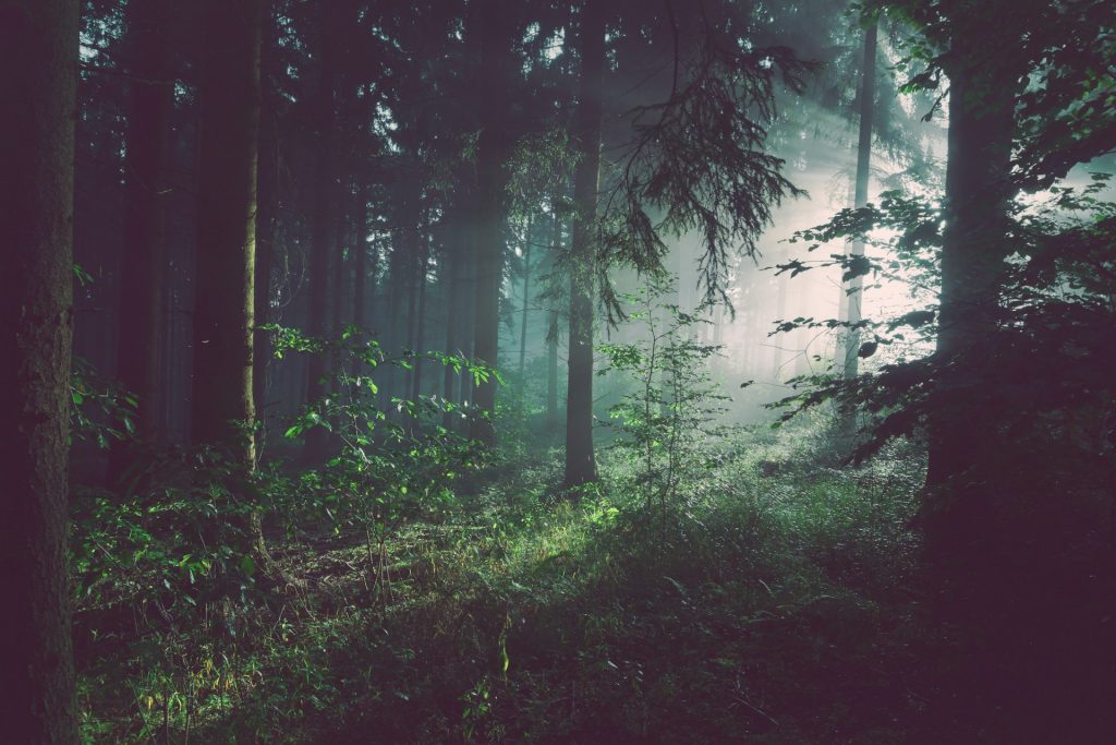 https___unsplash.com_es_fotos_arboles-en-el-bosque-con-rayos-de-sol-sp-p7uuT0tw.jpg
