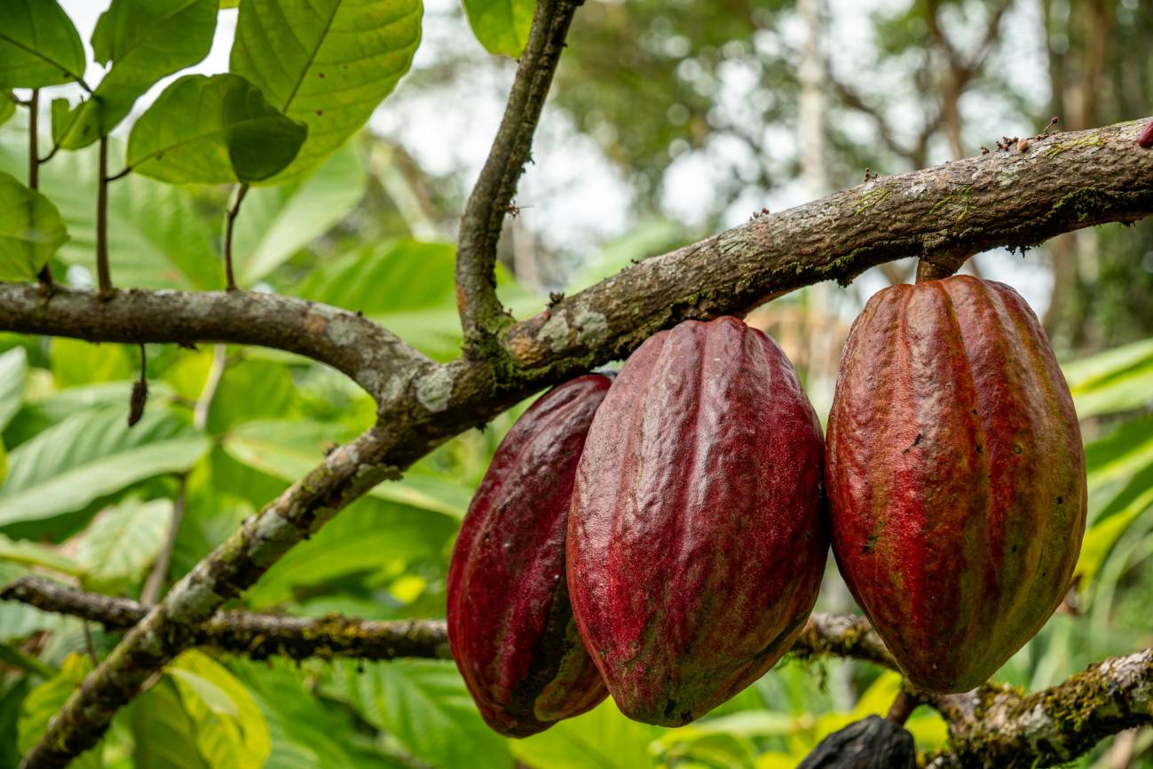 Las lluvias extremas amenazan el cultivo mundial de cacao tanto como las sequías