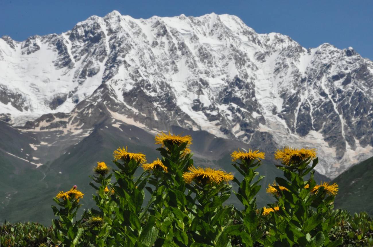 ¿Por qué las cimas de las montañas están cada vez más verdes?