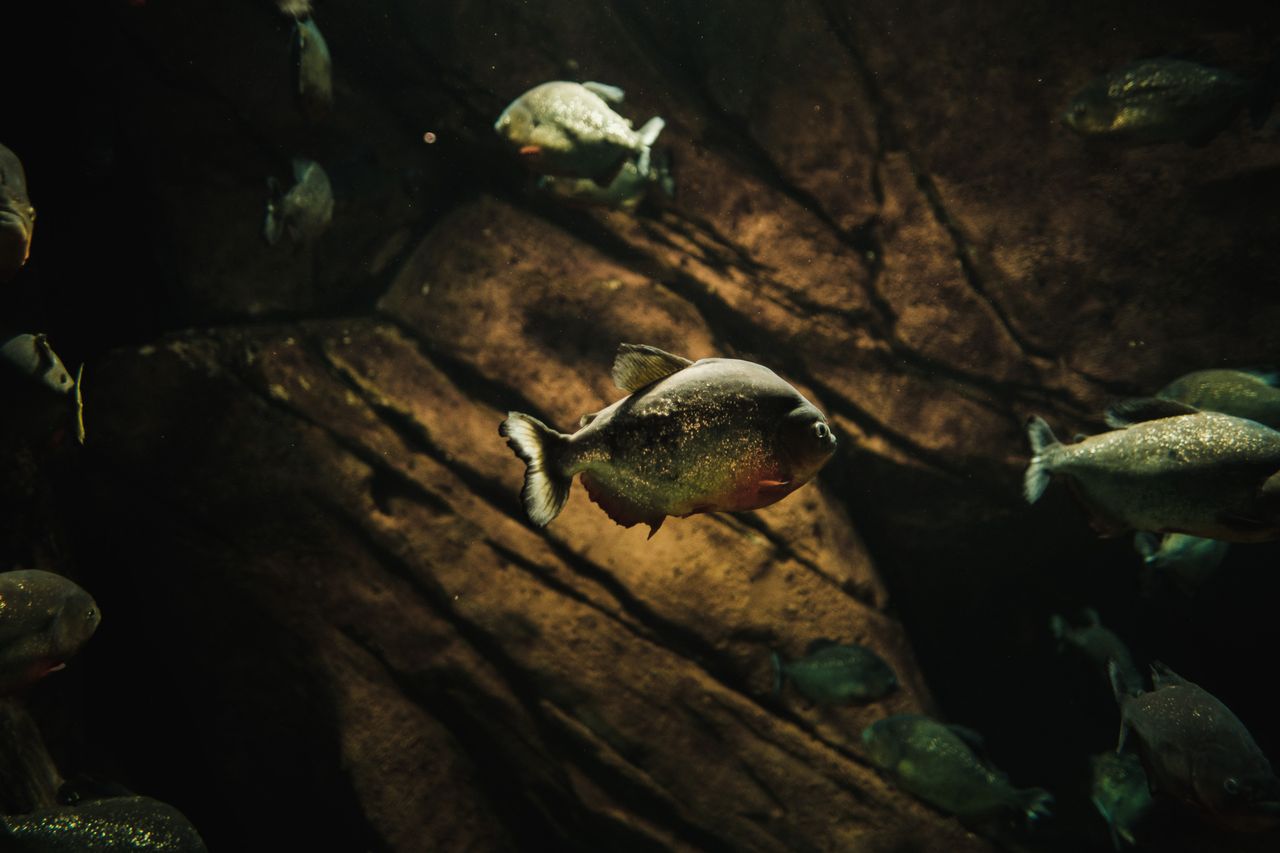 Una investigación registra más de 2.700 especies de peces en la cuenca amazónica