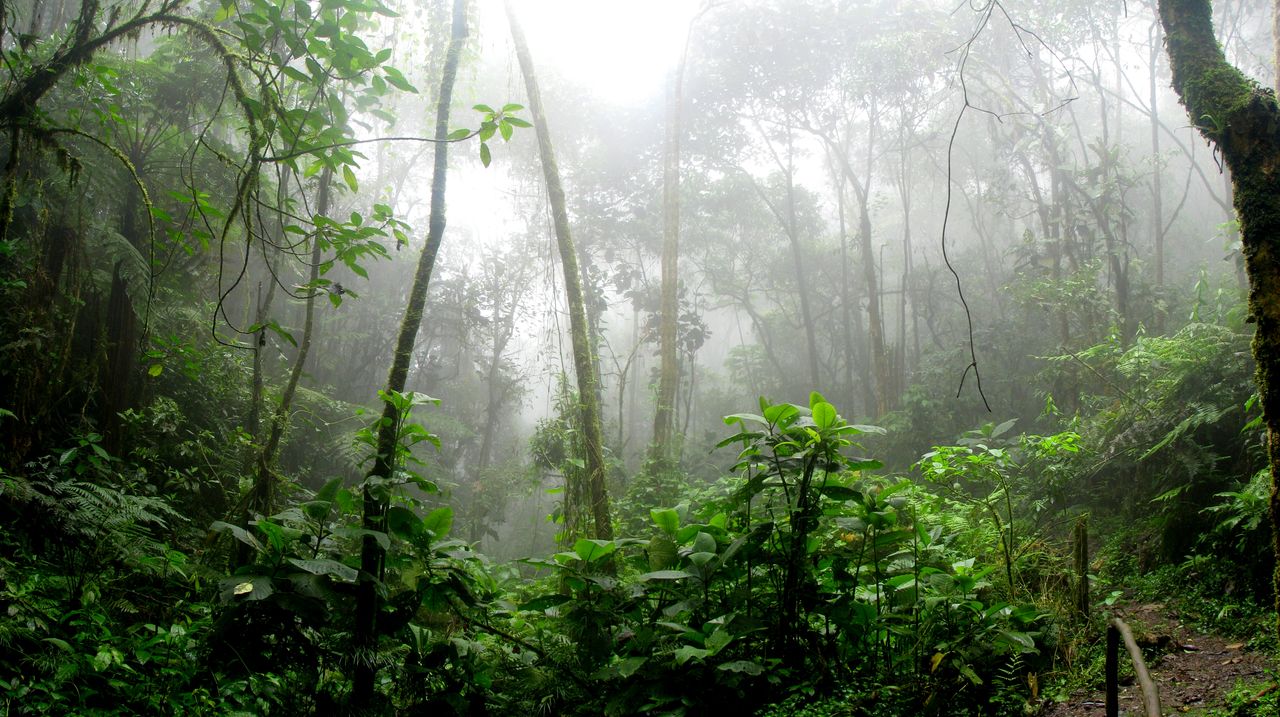 Devastación de la Amazonía brasileña amenaza con alterar la mayor «máquina de lluvia» del planeta, según científicas