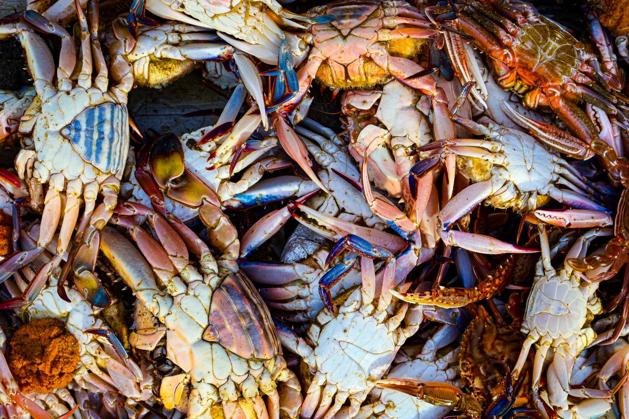 Aumento en la temperatura del mar pudo causar muerte masiva de cangrejos en Costa Rica