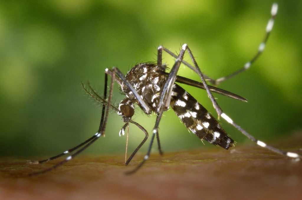Mosco del dengue/ Pixabay/ Pexels